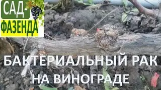 Бактериальный рак на винограде