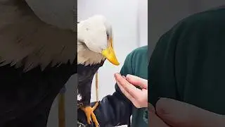 Eagle almost fell in love with family members for a help 🥺 #shorts