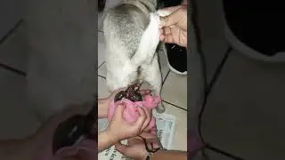 El Parto de la perra Pug Chata Castillo