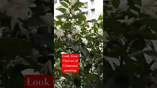 Calamansi Tree in Pot Amazing #gardening #trending #shortsvideo #shorts #Youtube
