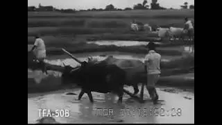 ১৯৫৪ সালে বাংলাদেশ এর নদী তীরবর্তী অঞ্চলের জীব বৈচিত্র্য