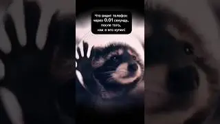 У всех же так? #еноттанцует #енотик #pets #танцы #shortvideo #like #шортс #reels #Pedroraccoon #рилс