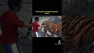 МАЛЬЧИК ЗАСУНУЛ РУКУ В КЛЕТКУ С ТИГРОМ🤮😳