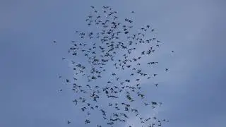 полювання яструба великого Accipiter gentilis  .охота ястреба тетеревятника. hunting hawk.