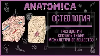 Гистология костной ткани / Межклеточное вещество костной ткани / Остеология