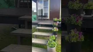 Мои любимые всегда ждут меня #ждун #белкаистрелка #кошка #cat #dog #собака #ленобласть #дача #лето