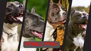 🐾 Discover the Most Popular Pitbull Breeds Today: Types & Traits 2024 🐶