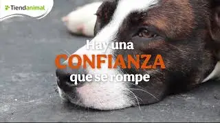 No al abandono | Tiendanimal 💚