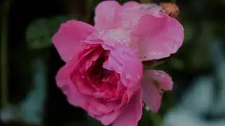 Music For Your Soul | Beautiful nature photos in high quality [Atmospheric Autumn Nature]