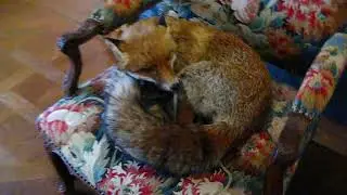 Renard au musée de la chasse de Paris