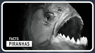 The Piranhas - Are they really Human Eaters? Debunking the Myths