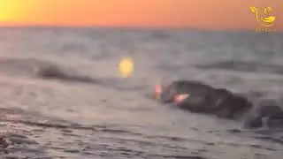 солихон домла Solixon domla@rizvon_uztj