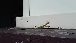 Mantis Video 2