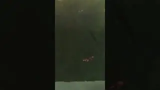 Northern Pike Attacks Decoy!