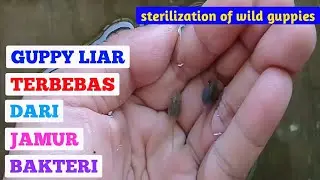 How To Clean Wild Guppy Fish From Bacteria And Fungus || Very Powerful