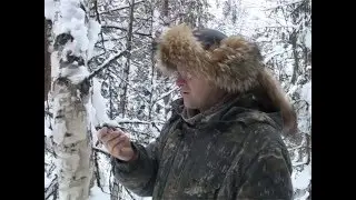 Стратегия охоты. Волк.