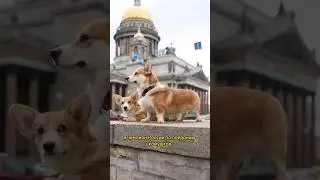 Я ЧЕМПИОН РОССИИ ПО ПОЕДАНИЮ КАМУШКОВ #корги #коргиспб