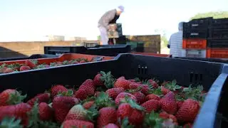 Siembra, Cosecha e Industrialización de Frutillas Belén -  Especial Coronda MBTV