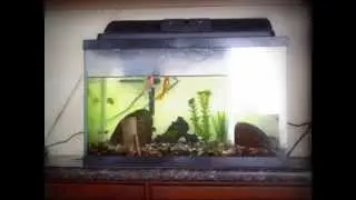 Goldfish classical conditioning project