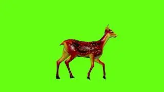 Run Deer Green Screen Video