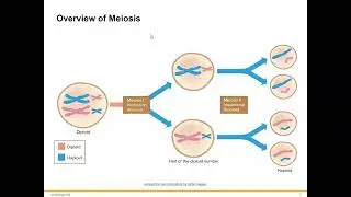 Meiosis