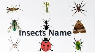 Names of Insects | INSECTS NAME WITH PICTURES | Insect Name |  Learn Insects Name in English