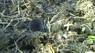 Der kleine Maulwurf Reallife
