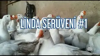 LİNDA SERÜVENİ 1.BÖLÜM | kaz yetiştiriciliği,kaz çiftliği,linda kazı