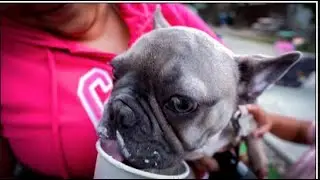 Day out with my girls & Starbucks Puppuccino (Frenchi)