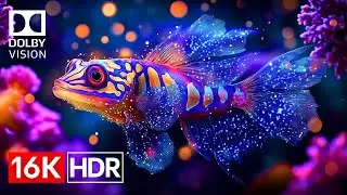 Coral Reef OLED Demo HDR 16K Ultra HD Dolby Vision™ 60fps