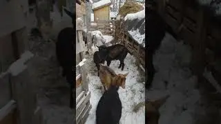 утренний променад