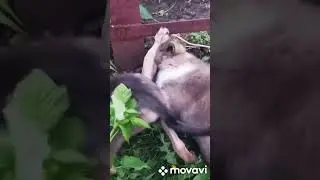 все грядки перерыли 😂😂😂😂😂