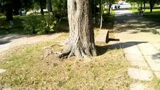 Яблоки усыпали площадку