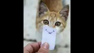 Подборка смешных котиков