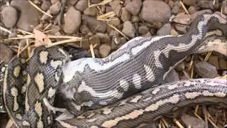 Carpet Python Swallows Chicken September 2015  Snake Out  Brisbane Snake Catchers