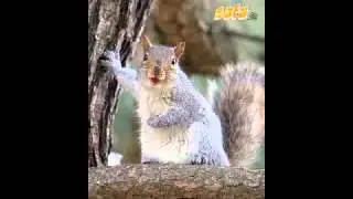 Funny squirrel pictures