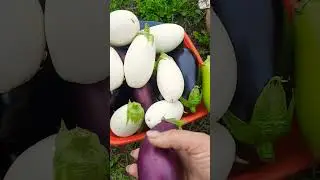 Баклажаны радуют урожаем 🍆👌❤️ #баклажаны #урожай #огород #дача #оттатьяныслюбовью #овощи #красота