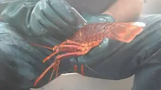 Crayfish at the Abrolhos Islands