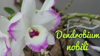 Dendrobium nobili (гибрид). Старички и новички.