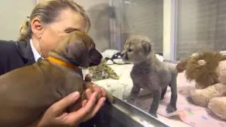 The Story of Cheetah Cub Ruuxa & Puppy Pal Raina