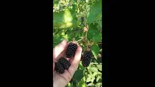Первый сбор ежевики Натчез. 10.07.21