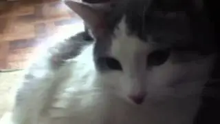 Самый ленивый кот на свете