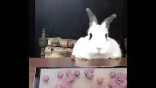 Rabbit falls with goofy sounds