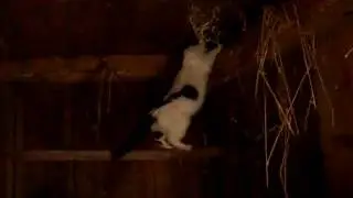 Мамочка;) (котики)