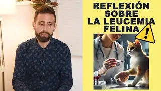 ¿Cómo gestionar un hogar donde viven varios gatos y uno tiene leucemia felina? | Reflexión