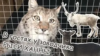 В гостях у заводчика Ханны / Волкособы, серверные олени, лани, полярные совы, арктические волки, як