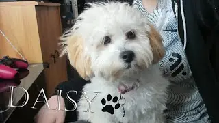 Meet our new Puppy, Daisy