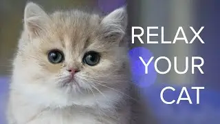 Relaxing Music for Cats: Peaceful Nature ☔️ & Bird 🐦 Sounds for Feline Anxiety Relief