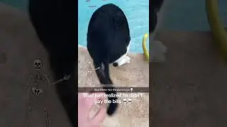 Wild video of cats being cranky cats #short#shorts#funny#cats#funnyvideo#funnycats#funnypets#kitty