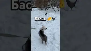 Послушайте Басню Ворона и Лисица 🦊 